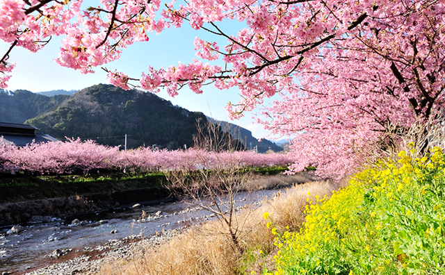 玉峰館と河津桜